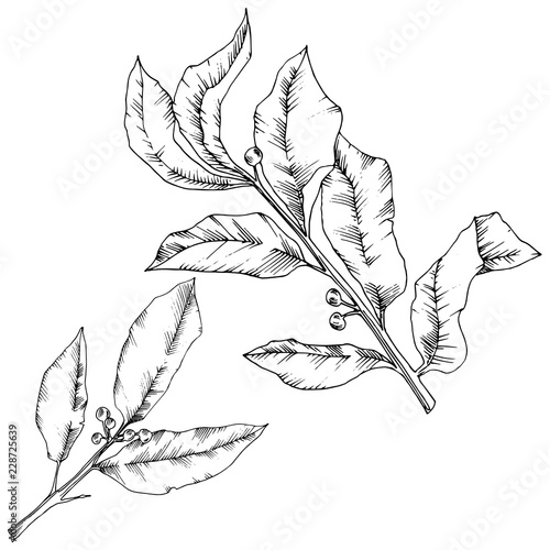 Vector laurus leaf. Leaf plant botanical garden floral foliage. Isolated illustration element. Black and white engraved ink art. Vector leaf for background, texture, wrapper pattern, frame or border.