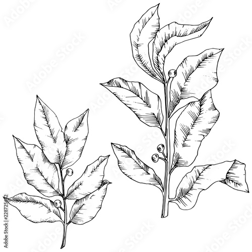 Vector laurus leaf. Leaf plant botanical garden floral foliage. Isolated illustration element. Black and white engraved ink art. Vector leaf for background, texture, wrapper pattern, frame or border.