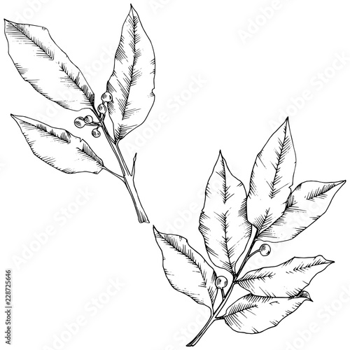 Vector laurus leaf. Leaf plant botanical garden floral foliage. Isolated illustration element. Black and white engraved ink art. Vector leaf for background, texture, wrapper pattern, frame or border.