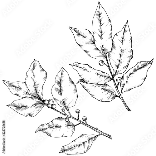 Vector laurus leaf. Leaf plant botanical garden floral foliage. Isolated illustration element. Black and white engraved ink art. Vector leaf for background, texture, wrapper pattern, frame or border.