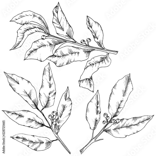 Vector laurus leaf. Leaf plant botanical garden floral foliage. Isolated illustration element. Black and white engraved ink art. Vector leaf for background, texture, wrapper pattern, frame or border.