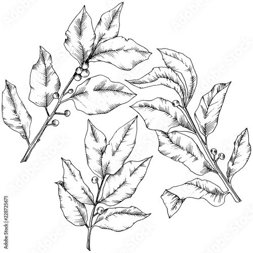 Vector laurus leaf. Leaf plant botanical garden floral foliage. Isolated illustration element. Black and white engraved ink art. Vector leaf for background, texture, wrapper pattern, frame or border.