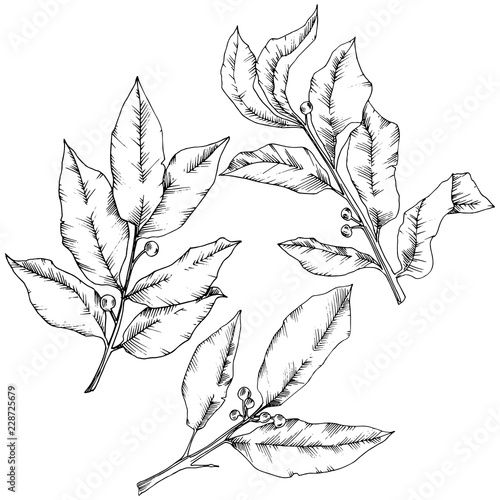 Vector laurus leaf. Leaf plant botanical garden floral foliage. Isolated illustration element. Black and white engraved ink art. Vector leaf for background, texture, wrapper pattern, frame or border.