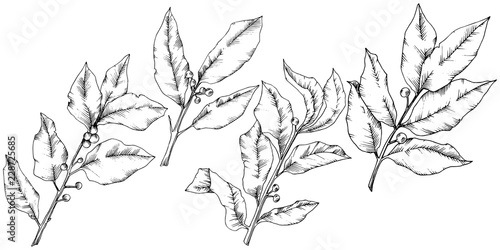 Vector laurus leaf. Leaf plant botanical garden floral foliage. Isolated illustration element. Black and white engraved ink art. Vector leaf for background, texture, wrapper pattern, frame or border.