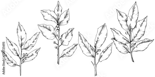 Vector laurus leaf. Leaf plant botanical garden floral foliage. Isolated illustration element. Black and white engraved ink art. Vector leaf for background, texture, wrapper pattern, frame or border.