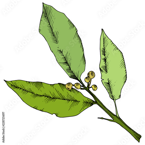 Vector green laurus leaf. Leaf plant botanical garden floral foliage. Isolated illustration element. Vector leaf for background, texture, wrapper pattern, frame or border.