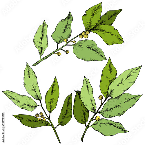 Vector green laurus leaf. Leaf plant botanical garden floral foliage. Isolated illustration element. Vector leaf for background, texture, wrapper pattern, frame or border.