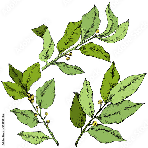 Vector green laurus leaf. Leaf plant botanical garden floral foliage. Isolated illustration element. Vector leaf for background, texture, wrapper pattern, frame or border.