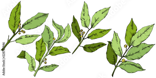 Vector green laurus leaf. Leaf plant botanical garden floral foliage. Isolated illustration element. Vector leaf for background, texture, wrapper pattern, frame or border.