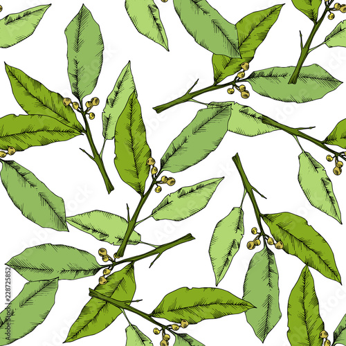 Vector green laurus leaf. Leaf plant botanical garden floral foliage. Seamless background pattern. Fabric wallpaper print texture. Vector leaf for background, texture, wrapper pattern, frame.