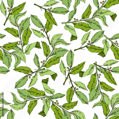 Vector green laurus leaf. Leaf plant botanical garden floral foliage. Seamless background pattern. Fabric wallpaper print texture. Vector leaf for background, texture, wrapper pattern, frame.