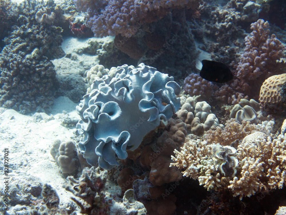 Fototapeta premium Rotes Meer