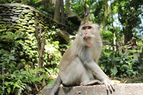 猿（インドネシア・モンキーフォレスト） © madoromi_foto