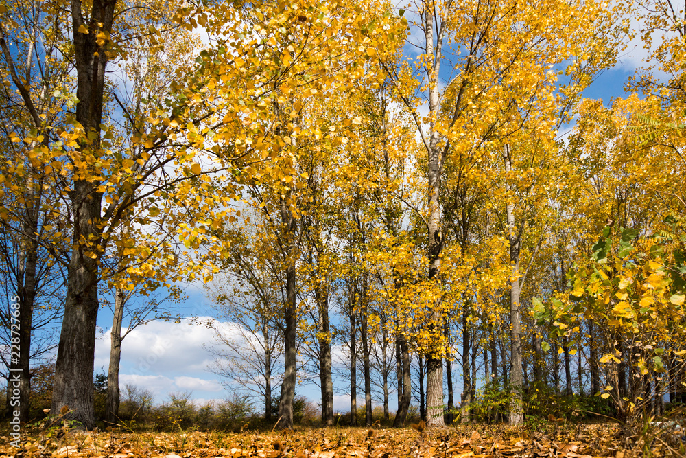 Fototapeta premium Autumn