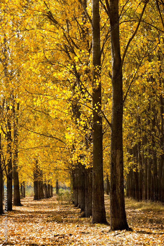 Fototapeta premium Autumn