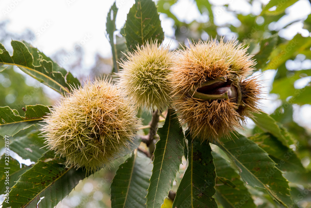 Chestnuts burr on the branches of the tree, autumn