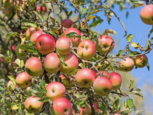Apfelbaum mit reifen Früchten