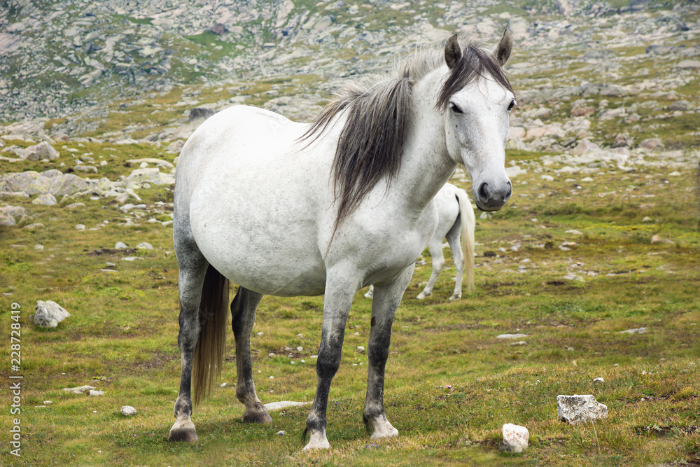 Horse Horse