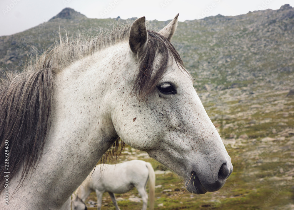 Horse Horse