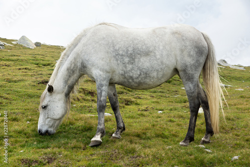 Horse © Dimitar Marinov