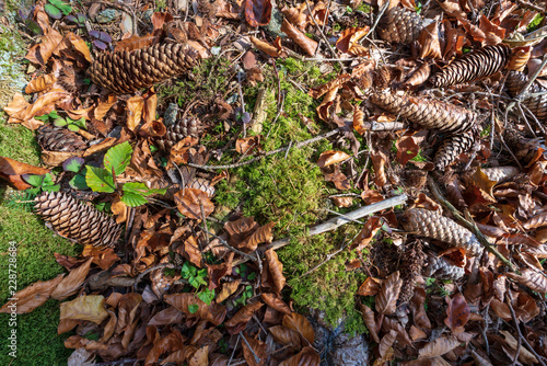 herbstlicher Waldboden