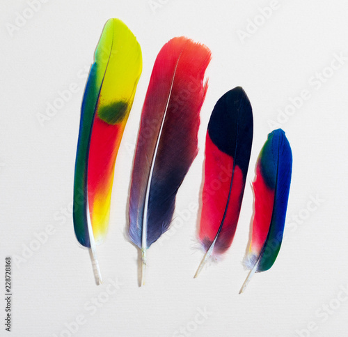 Four colorful parrot bird feathers on white photo