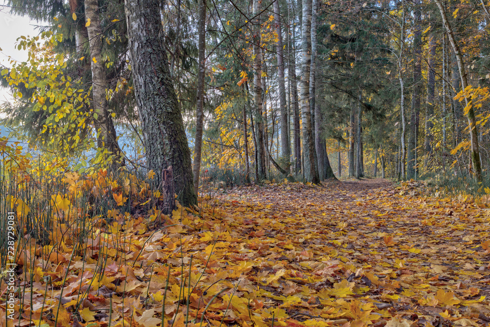 Yellow, orange and red autumn leaves in beautiful park.