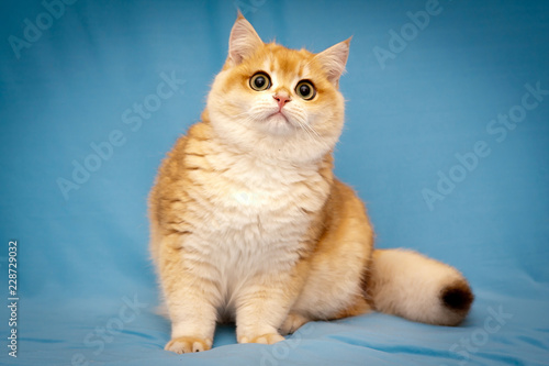 фотографія Golden British cat with a fluffy tail sits in front of the camera on a blue background and looks up