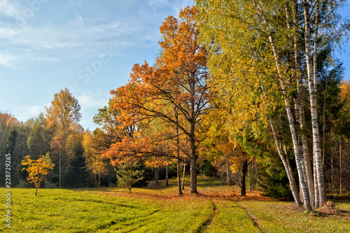 Warm autumn scenery in a forest, with the sun rays of light