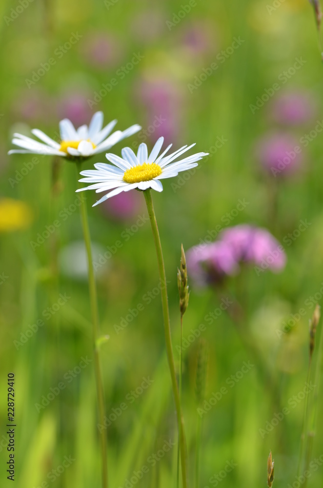 Margeriten in der Wiese Margeriten in der Wiese