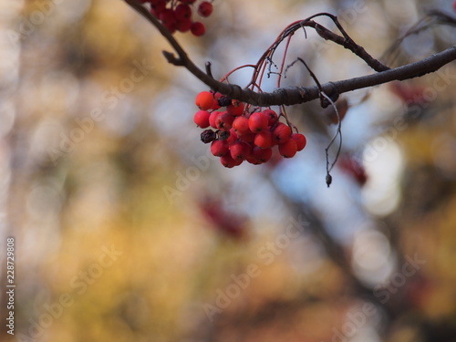 Bunches of red Rowan berries. Ripe fruit. Autumn.