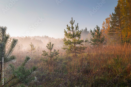 Summer landscape of dense fog early in the morning in the woods