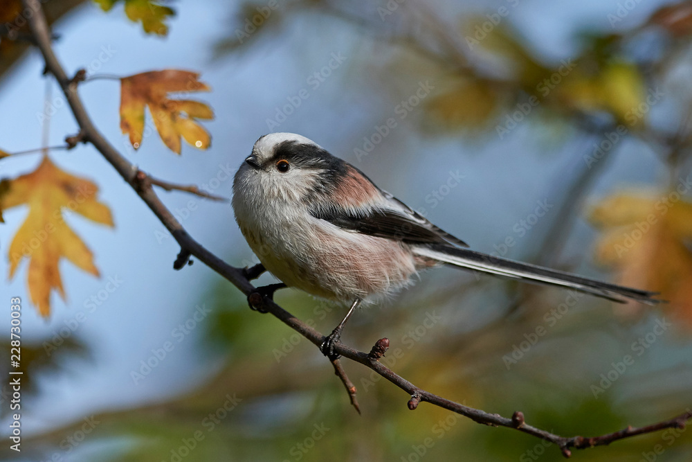 Long-tailed tit (Aegithalos caudatus)