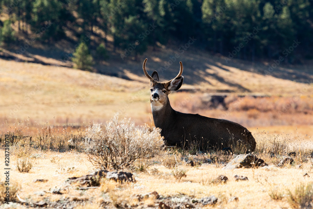Buck mule deer resting in a meadow Buck mule deer resting in a meadow