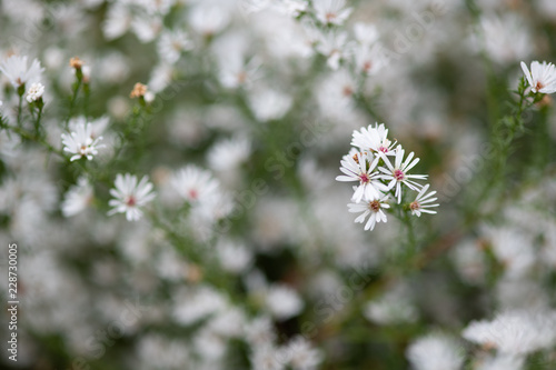 Wallpaper Mural クジャクソウ Torontodigital.ca