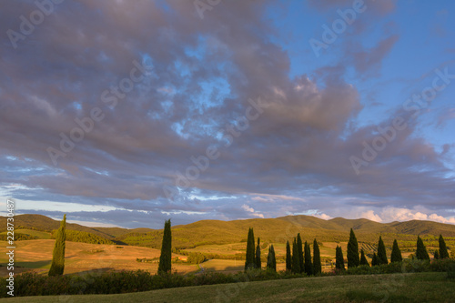 Zypresse am Abend vor Hügel in toskanischer Abendsonne
