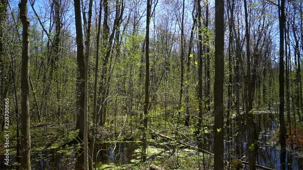 Forest Trees Blossoming During Spring Season in Quebec, Canada Forest Trees Blossoming During Spring Season in Quebec, Canada
