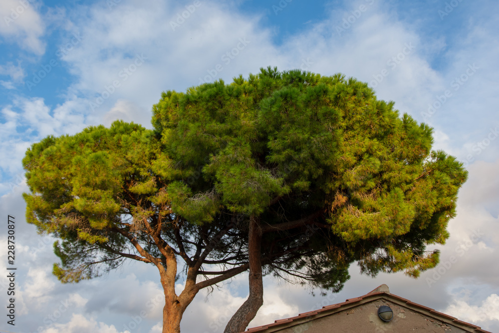 Pinien im abendlicht in der Toskana mit Haus Photos | Adobe Stock