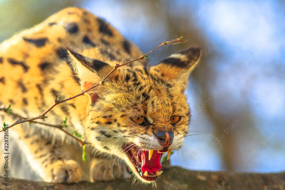 Naklejka premium Closeup of Serval very angry on a tree in nature habitat. The scientific name is Leptailurus serval. The Serval is a spotted wild cat native to Africa. Blurred background.