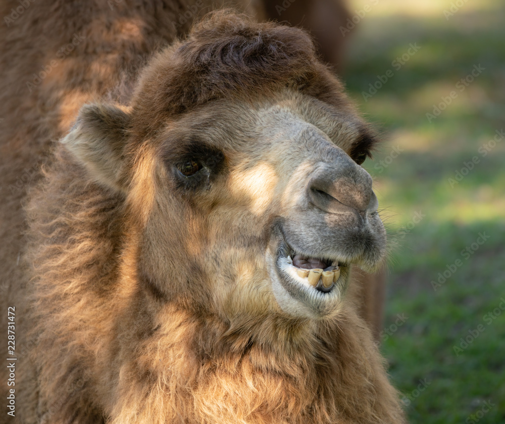 camel gets a close up head shot