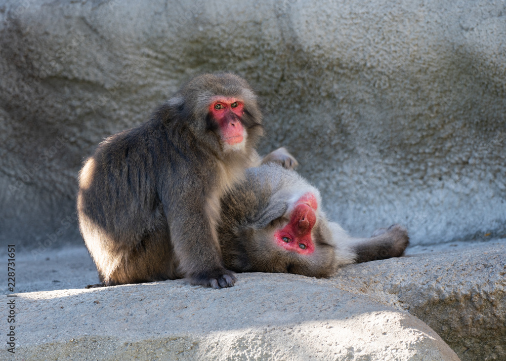 snow monkeys have spotted you taking their picture snow monkeys have spotted you taking their picture