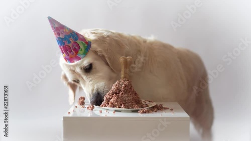 pet life at home. funny video from the birthday of the dog - beautiful golden retriever eating meat cake