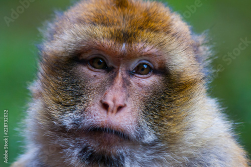 Close-up of a macaque looking in the lens