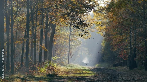 Morning in beautiful forest. Leafs falling from trees. World full of autumn colours. People walking in the forest.