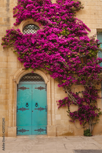 Ancient maltese house with blue wooden door and pink bougainvillea in the wall