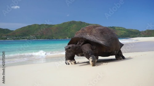 Scenic shot of Aldabra Giant tortoise walking slowly on white beach sand leaving tracks(prints) with turquoise waves crashing over. Slow motion 50p