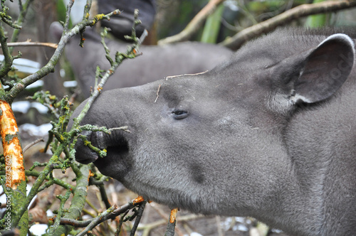 tapir eating branch