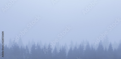 Misty fog in pine forest 