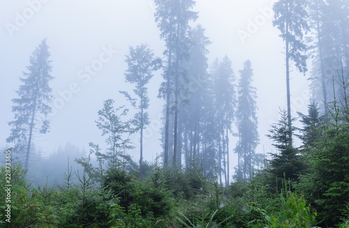 Misty landscape with fir forest, nature background