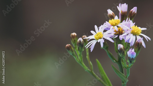 Tripolium pannonicum flower blossoms in bloom. Plant is also called sea aster or seashore aster. Shallow depth of field.